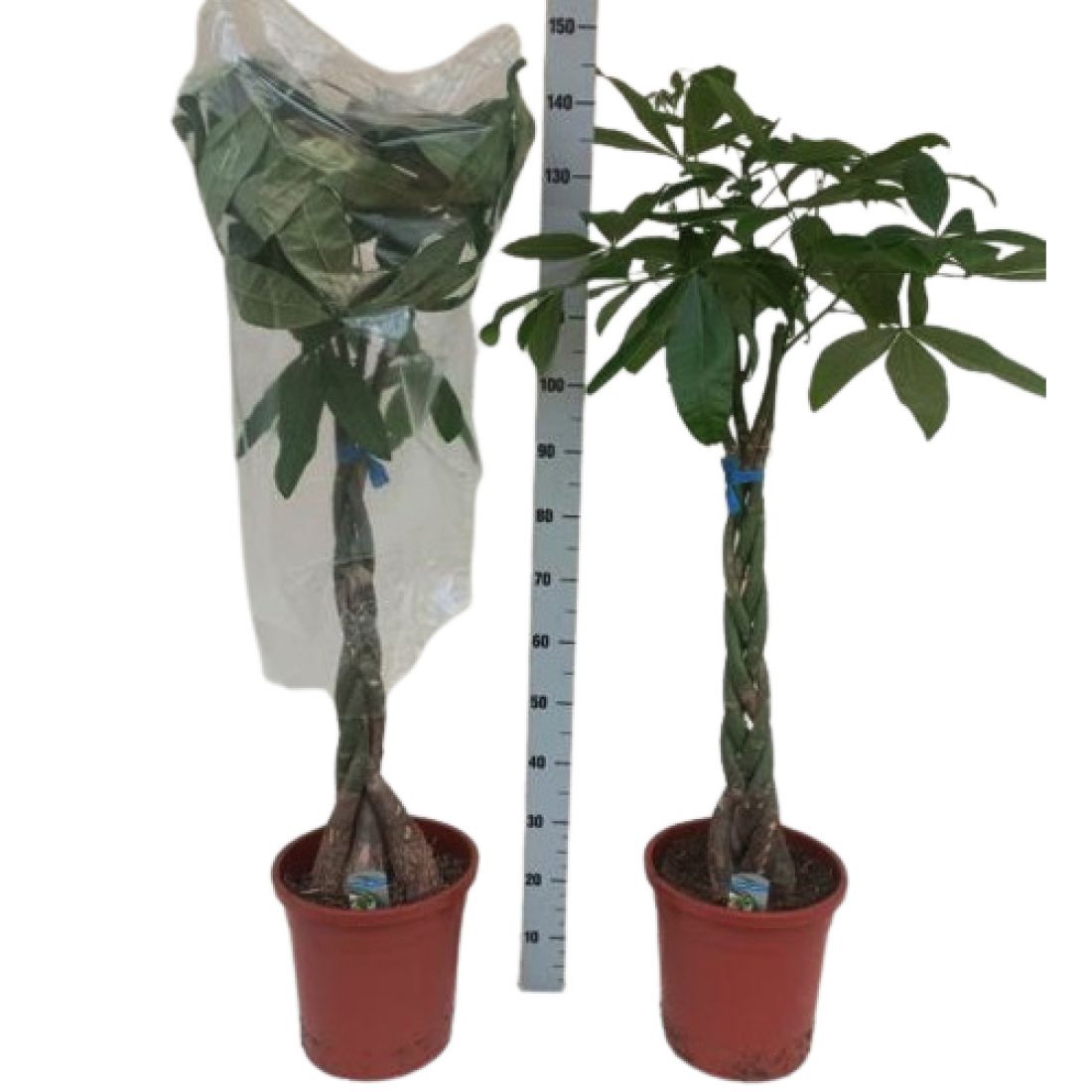 Vazoninis augalas PACHIRA (PACHIRA AQUATICA) 130 cm.