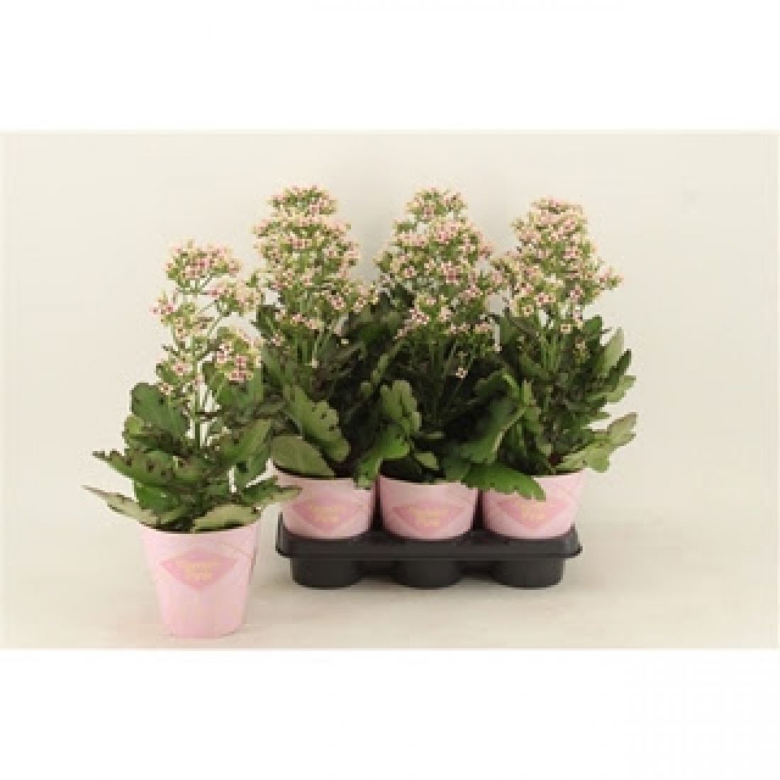 Kalanchoe Feminine Pink 14Ø 40cm