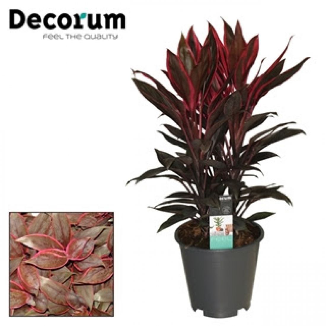 Vazoninis augalas Cordyline Fruticosa Tango 19Ø 55cm 3pp