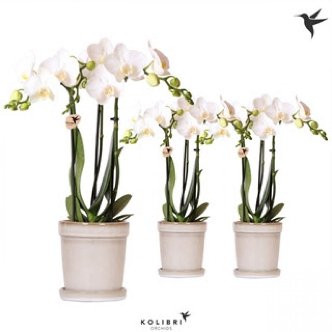 Phalaenopsis mf arr. 9Ø 40cm 3st 20fl