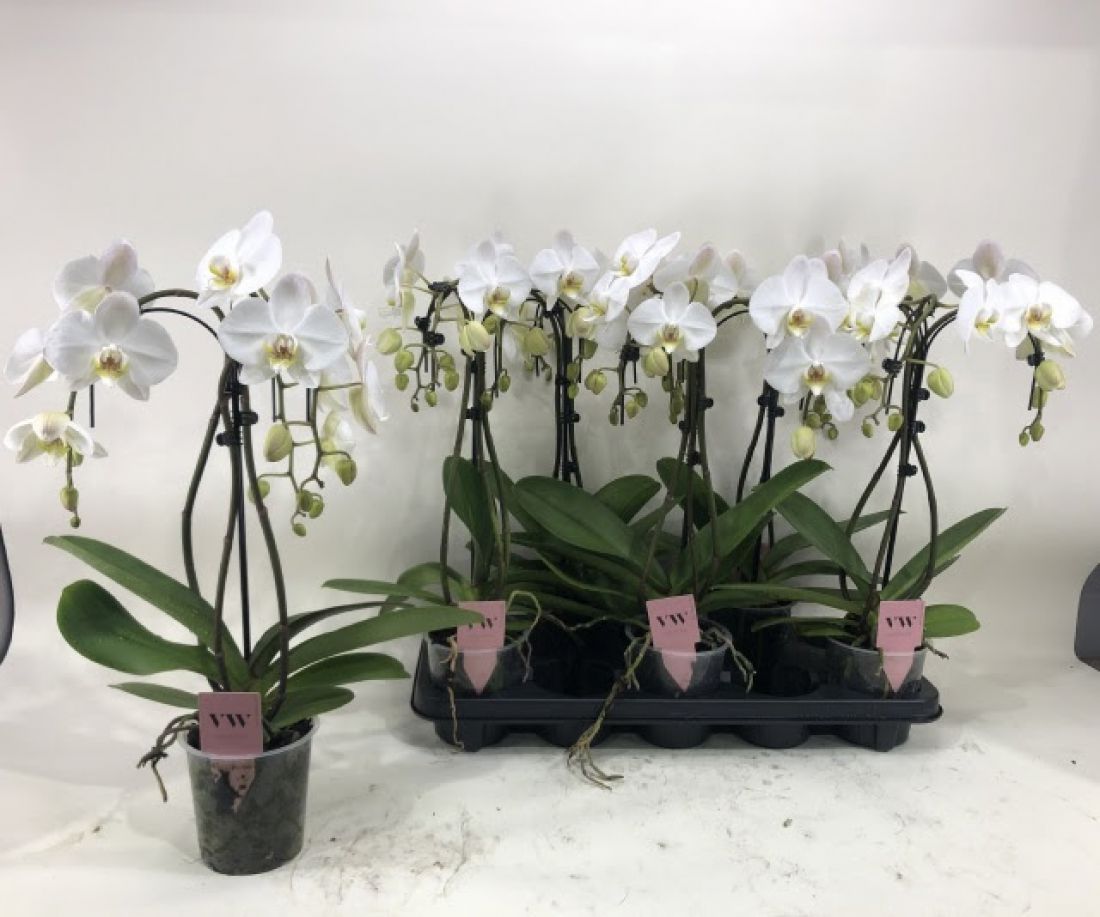 Phalaenopsis Anthura Leeds 12Ø 55cm 3st 18fl