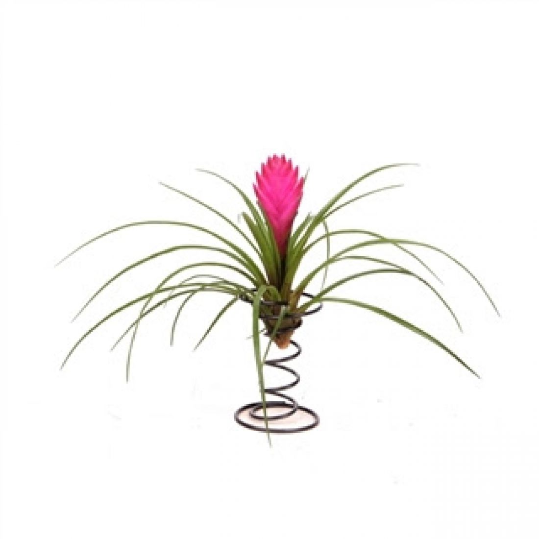 Tillandsia arr. (spiraalcyanea) 20cm 20cm