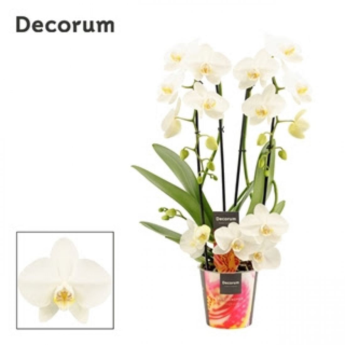 Phalaenopsis twirl Tropic Snowball 12Ø 50cm 3st 18fl